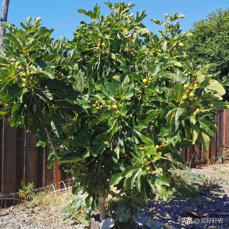The method of planting the raisins on the balcony