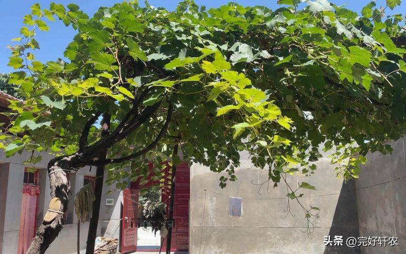 The method of planting the raisins on the balcony