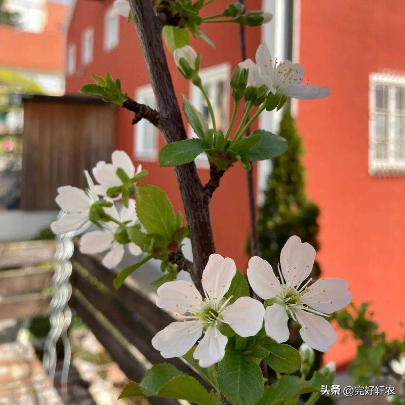 The method of planting the raisins on the balcony