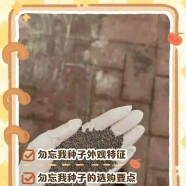 勿忘我种子种植方法