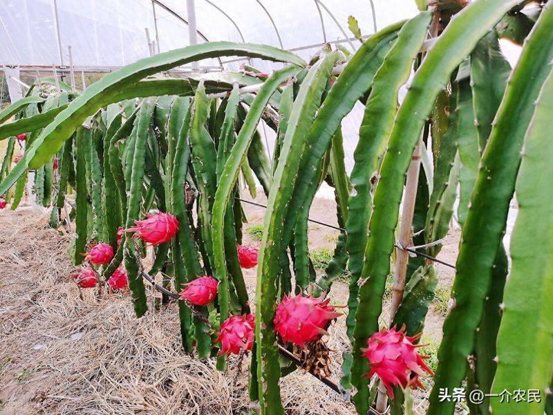 火龙果种植全攻略：南北方盆栽 / 大棚适配，防落果 / 裂果高产技巧