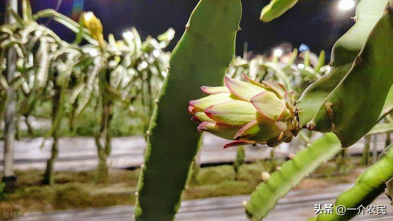 How to plant a small tub of flamingo