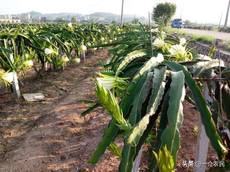 How to plant a small tub of flamingo