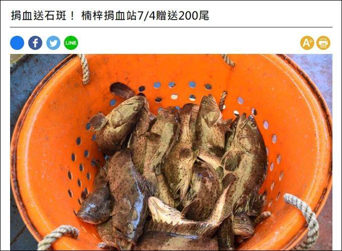 石斑鱼多少钱一斤