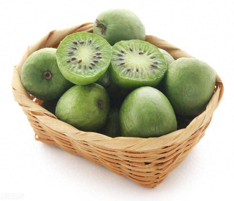 软枣猕猴桃创意盆景，栽培技术