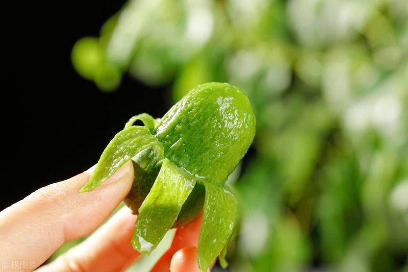 软枣猕猴桃种植技术