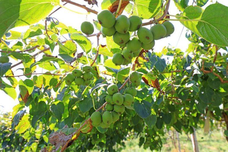 软枣猕猴桃种植技术