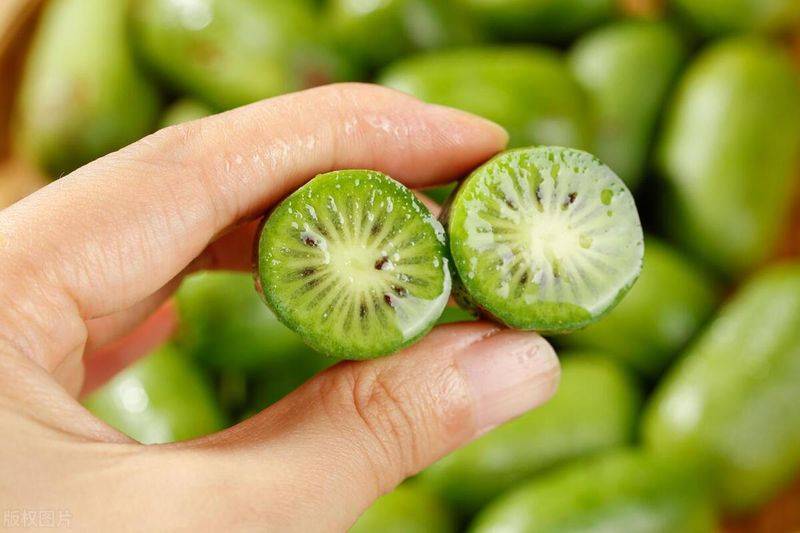 软枣猕猴桃种植技术