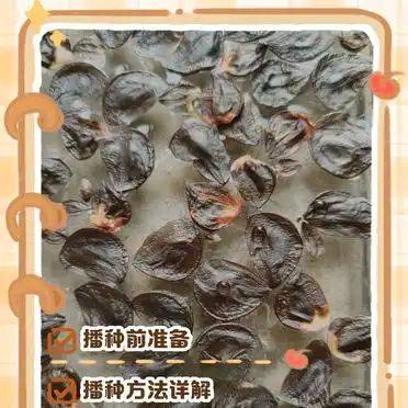 The method of planting red zhu-top seeds
