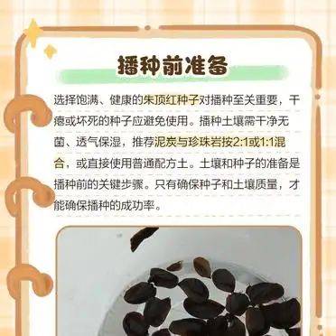 The method of planting red zhu-top seeds