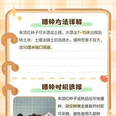 The method of planting red zhu-top seeds