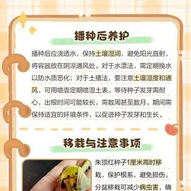 The method of planting red zhu-top seeds