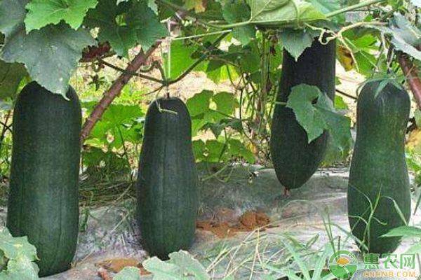 小东瓜种植技术