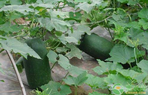 小东瓜种植技术
