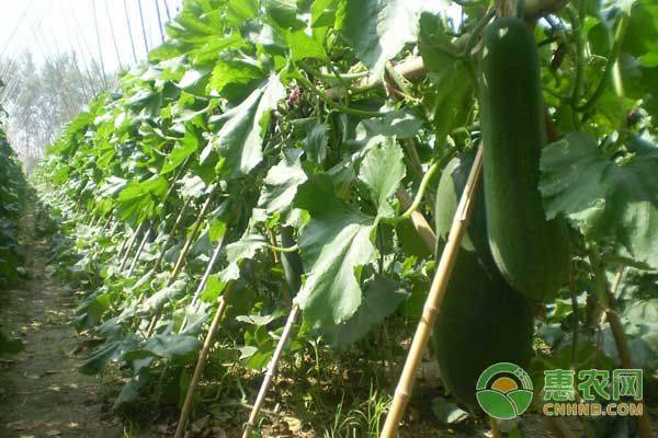 小东瓜种植技术