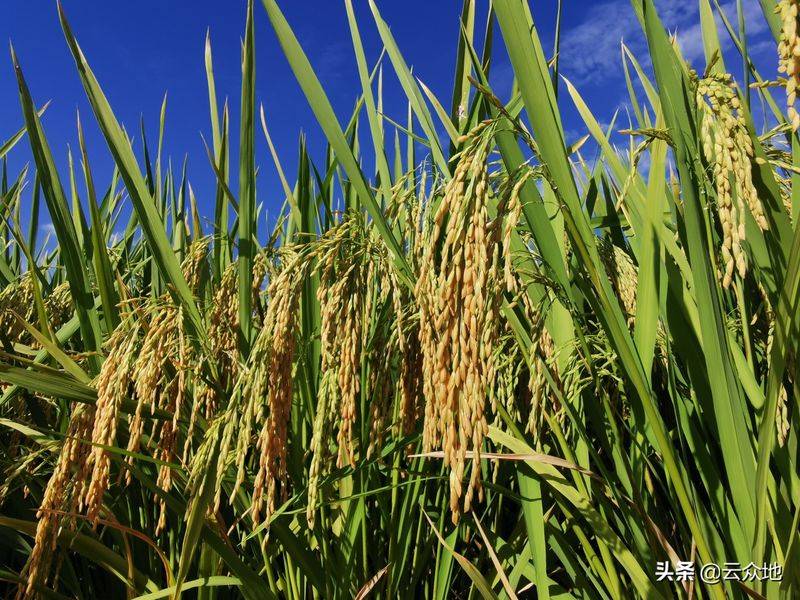 水稻的种植方法