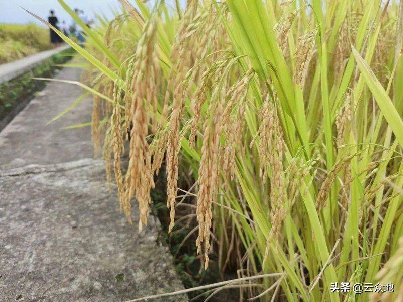 水稻的种植方法