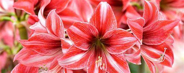 The method of planting red zhu-top seeds