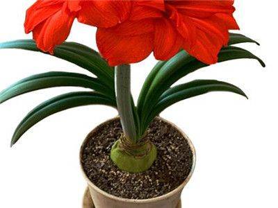 The method of planting red zhu-top seeds