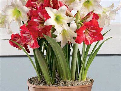 The method of planting red zhu-top seeds