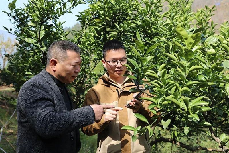 春甜桔种植技术