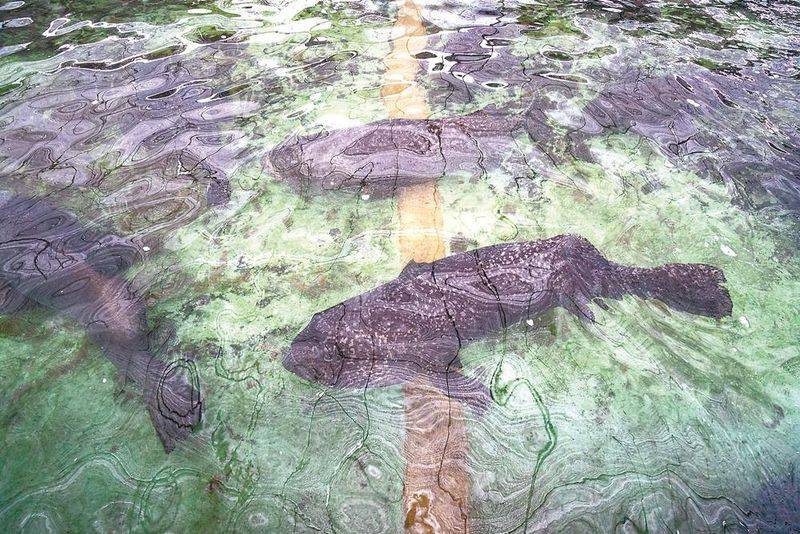 石斑鱼多少钱一斤