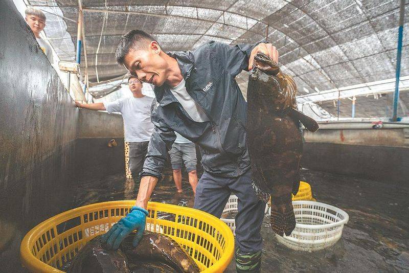 石斑鱼多少钱一斤