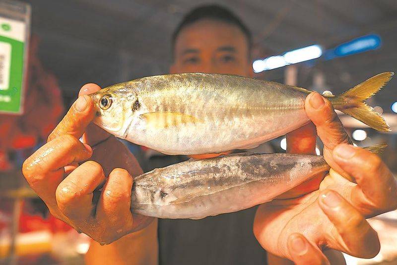 石斑鱼多少钱一斤