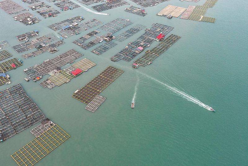 石斑鱼多少钱一斤