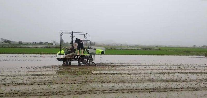 水稻的种植方法