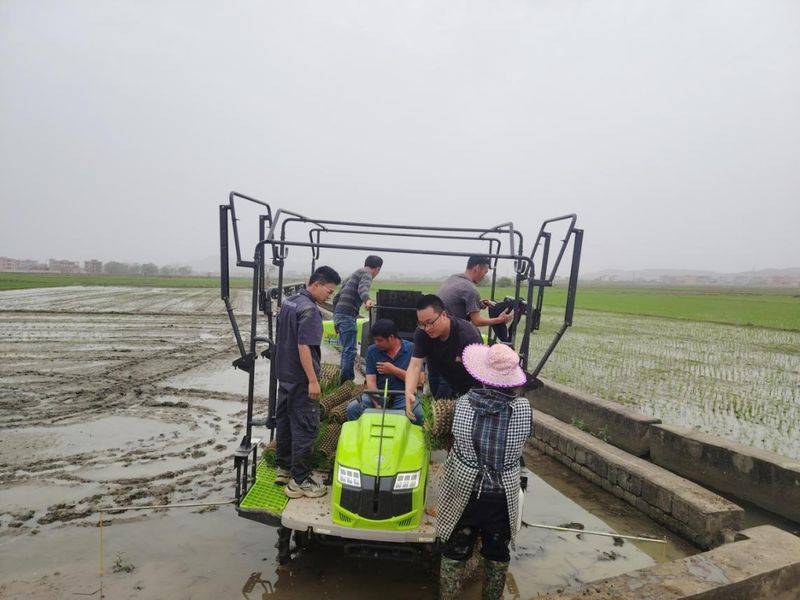 水稻的种植方法