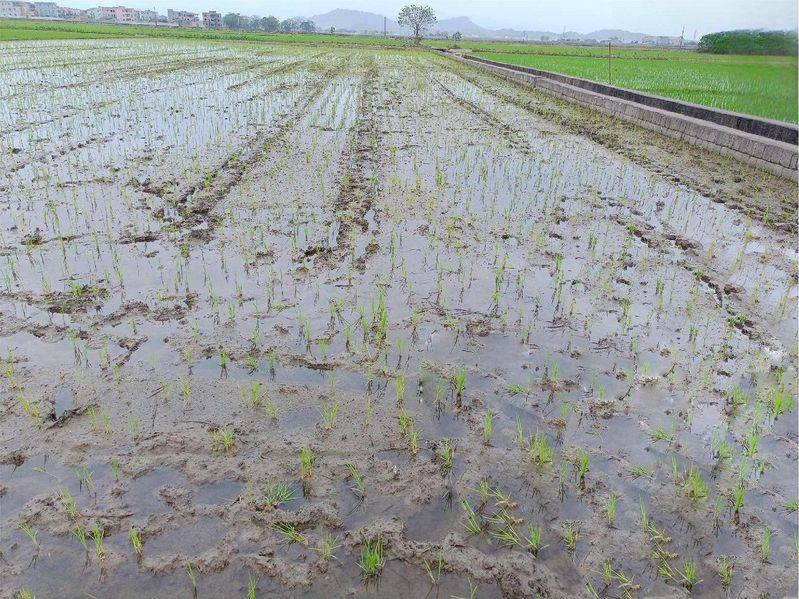 水稻的种植方法