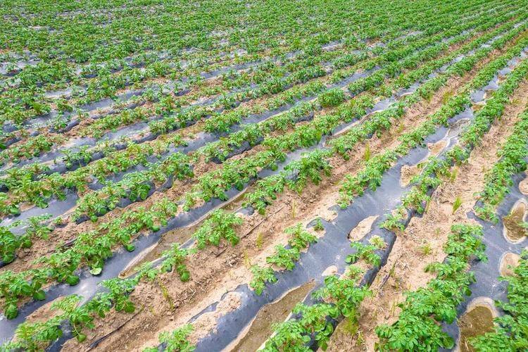 土豆种植方法