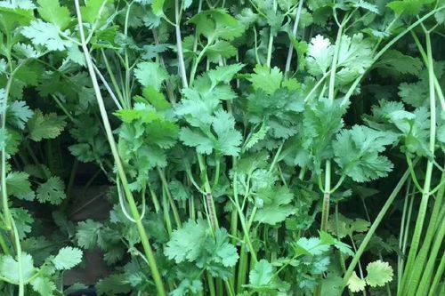 Summer cuisine planting techniques