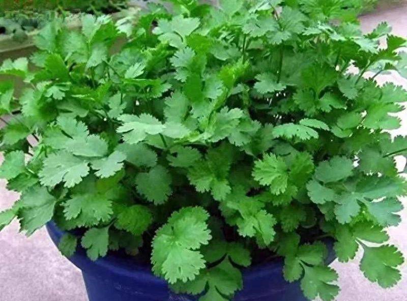 Summer cuisine planting techniques