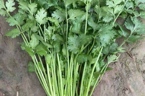 Summer cuisine planting techniques