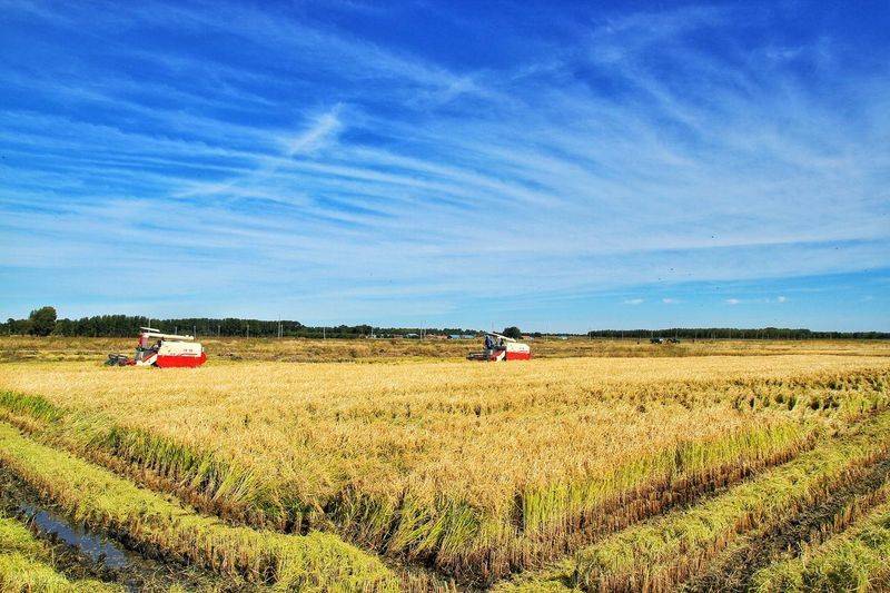 2026水稻种植技术视频