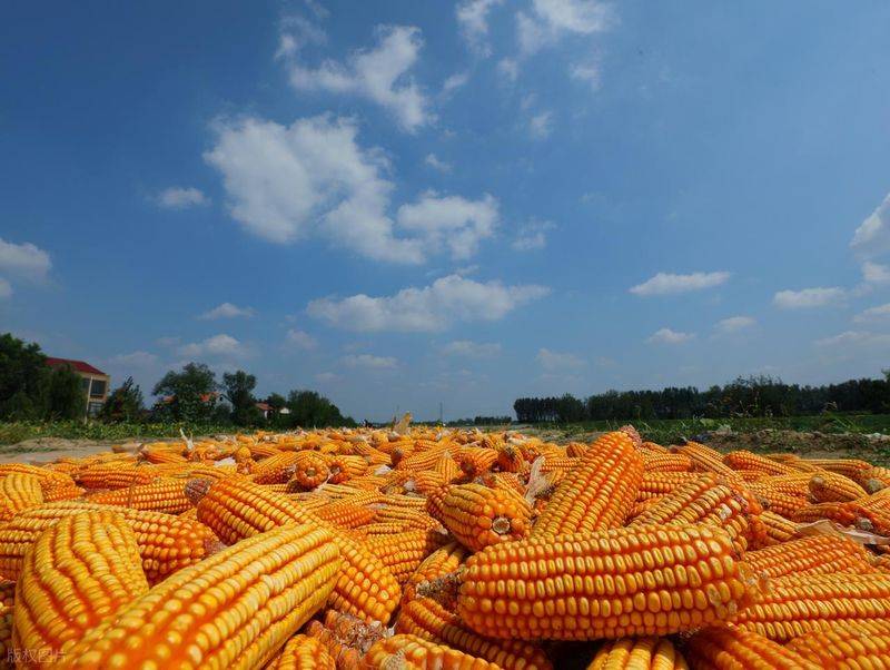 2026水稻种植技术视频