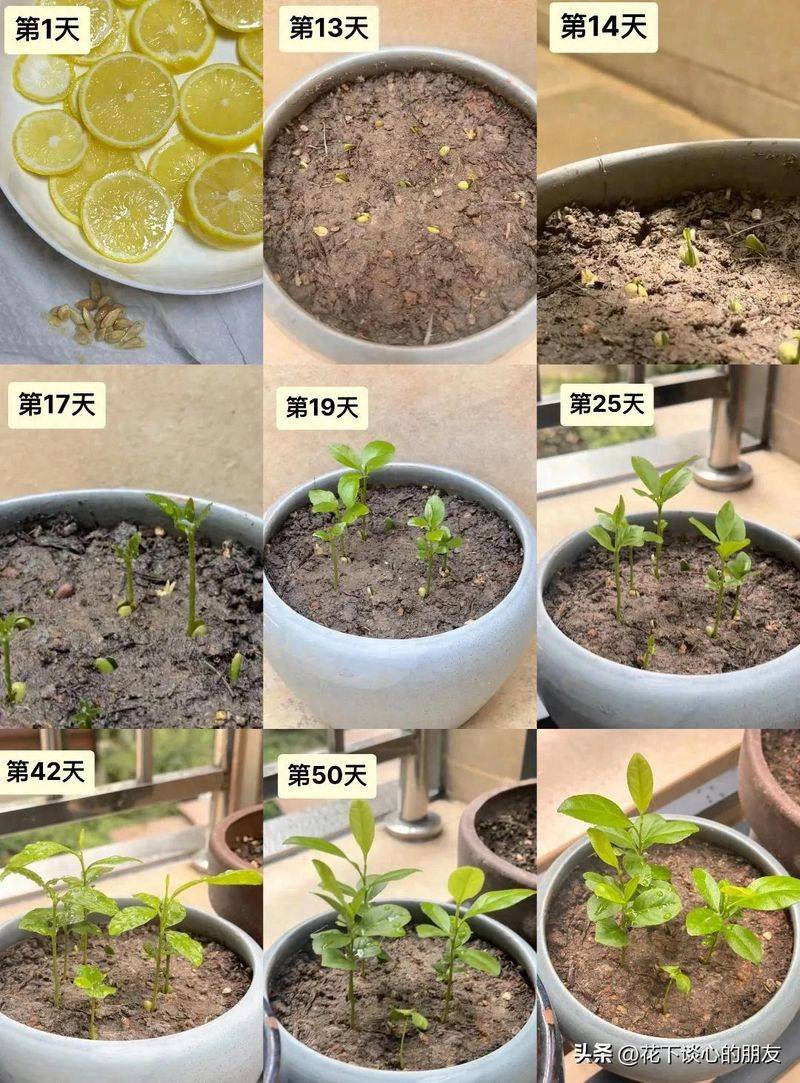 How to plant a small tub of flamingo