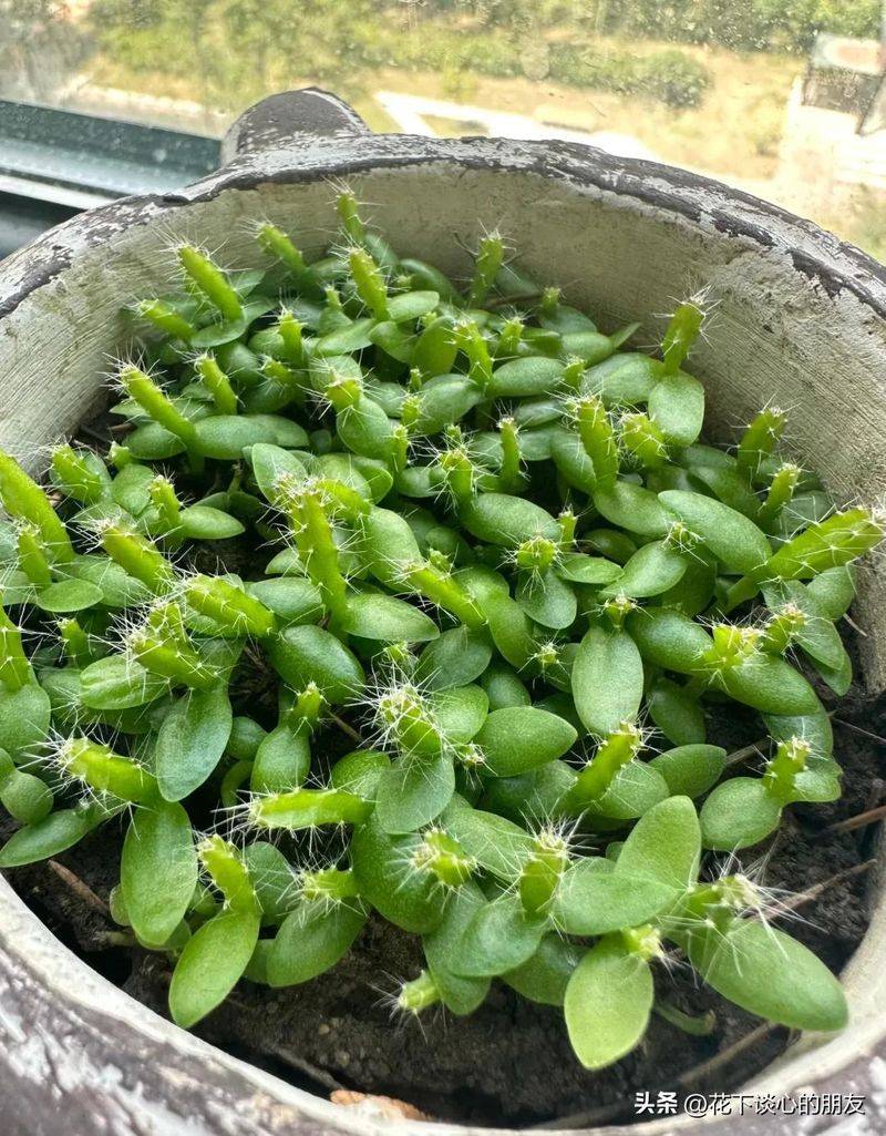 How to plant a small tub of flamingo