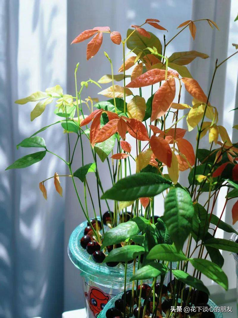 How to plant a small tub of flamingo