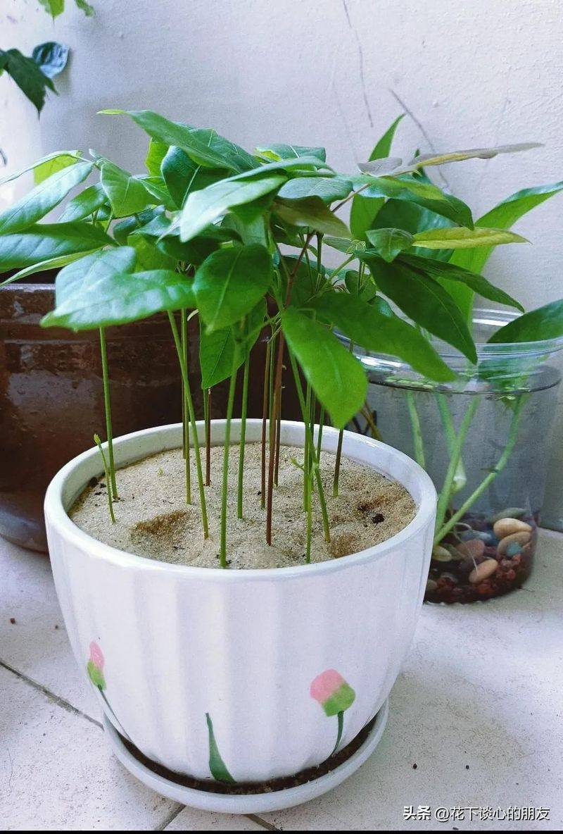 How to plant a small tub of flamingo