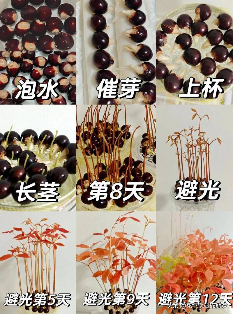 How to plant a small tub of flamingo