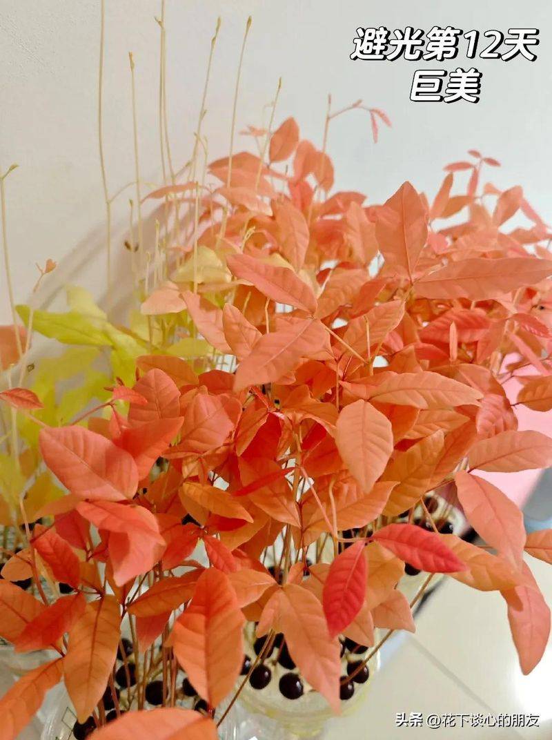 How to plant a small tub of flamingo