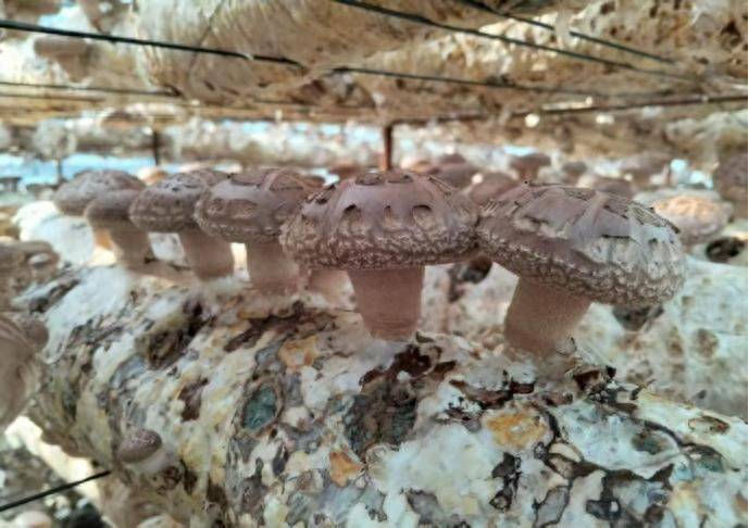 黄金菇家庭种植方法