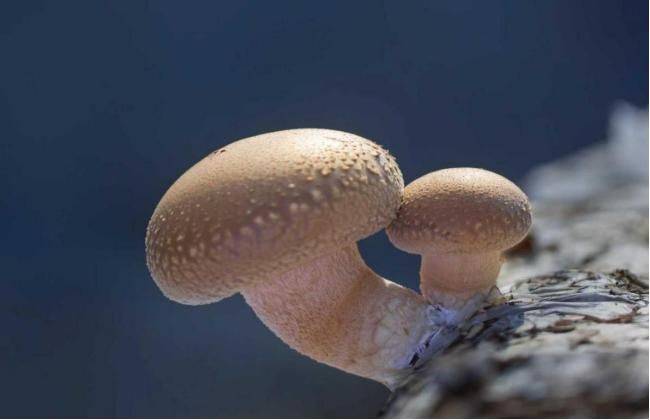 黄金菇家庭种植方法