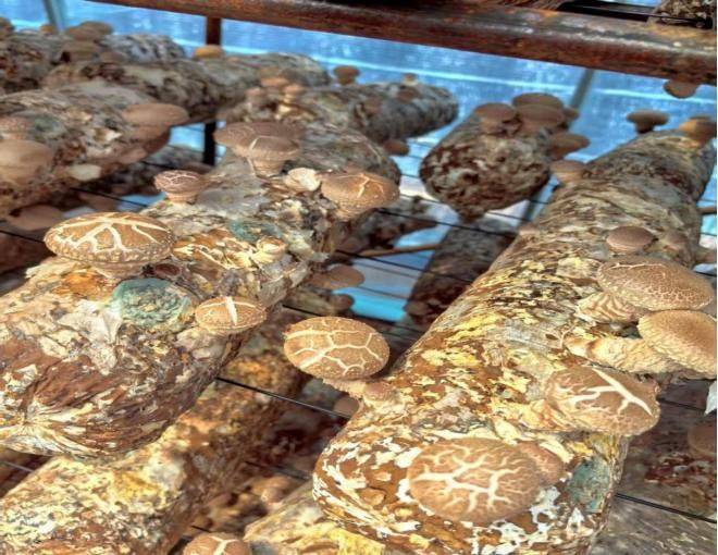 黄金菇家庭种植方法