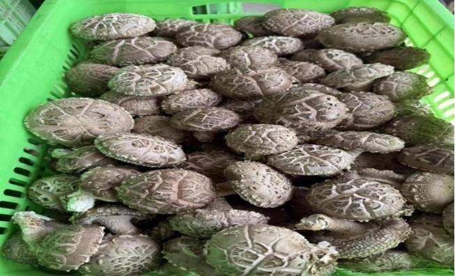 黄金菇家庭种植方法