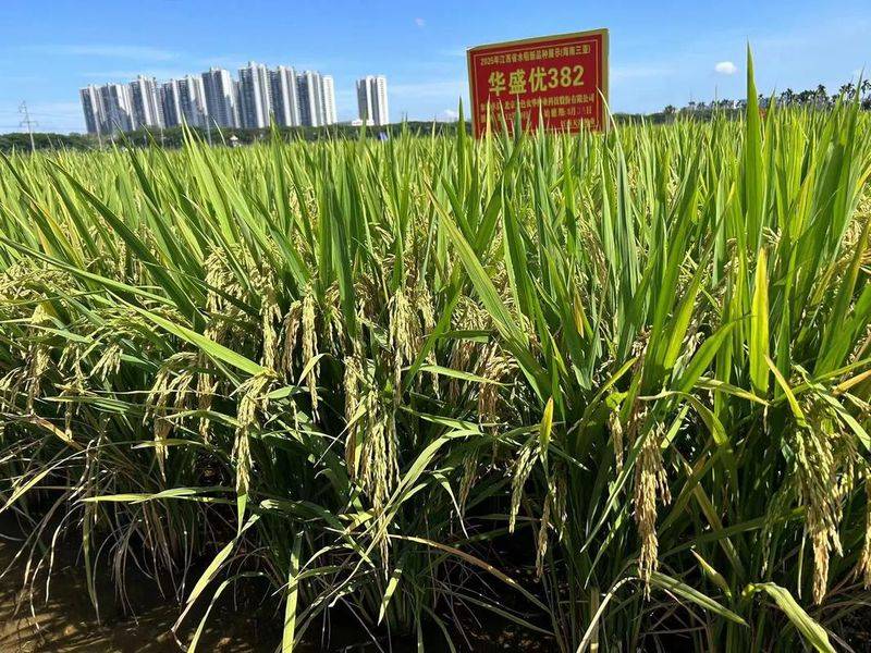 2026水稻种植技术视频