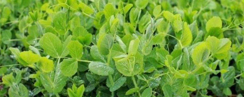 无土豌豆尖种植技术